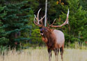 Cervus elaphus nelsoni